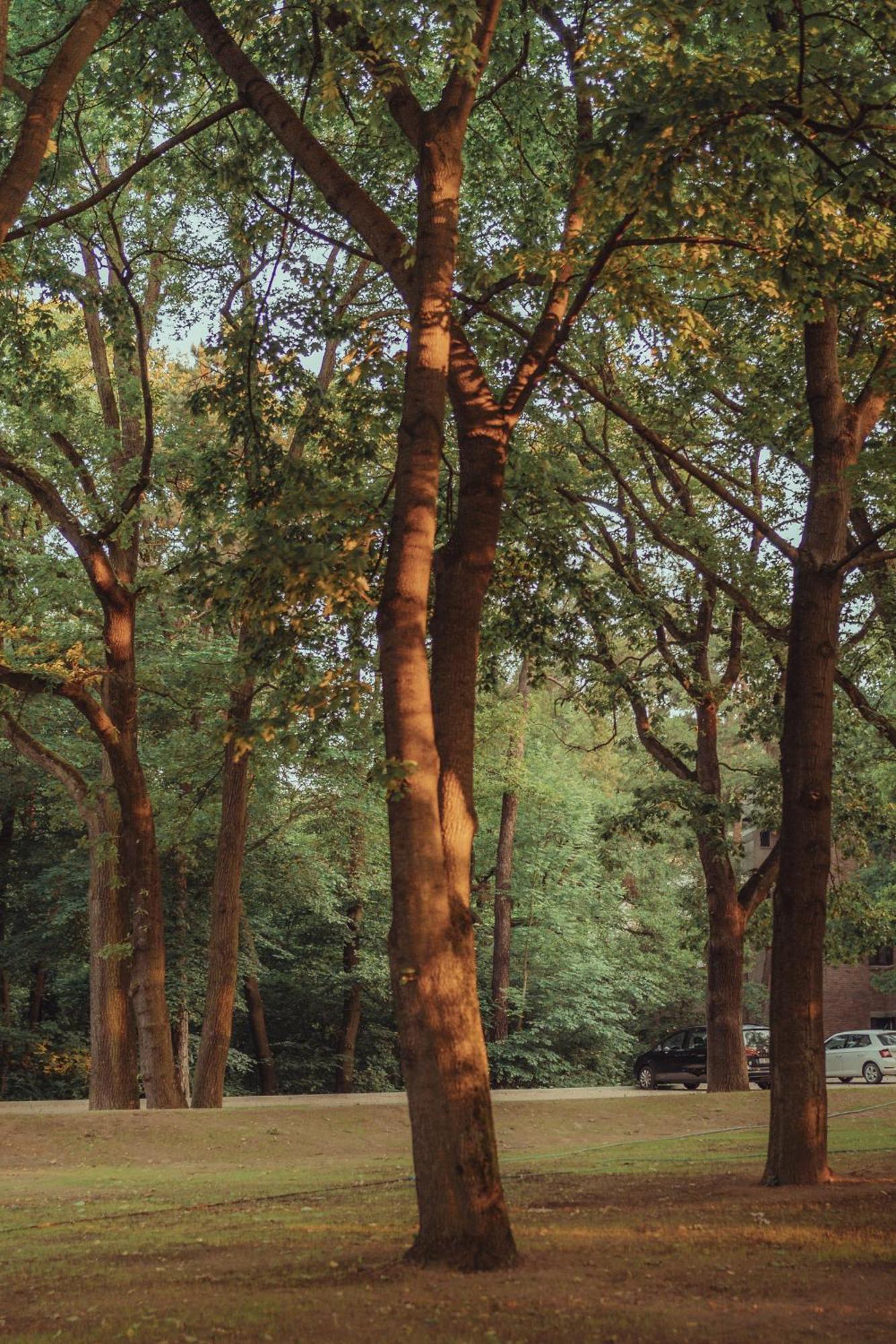 Forest 4*